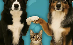 Zampa solidale, Comune di Ragusa e consulta giovanile insieme per gli animali