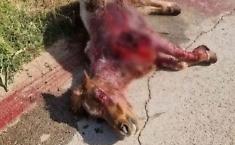Pony ucciso ad Acate, l'autore del gesto condannato a un anno e mezzo di reclusione