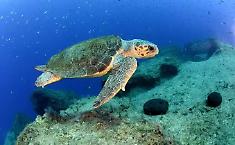 Sampieri (Scicli), tartaruga Caretta caretta nidifica lungo la spiaggia