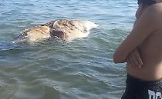 Pesci morti a Scoglitti? Fdi non ci sta: "Notizie gonfiate ad arte"