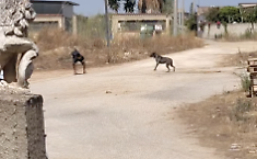 Acate, cane aggressivo davanti all'ingresso di un'abitazione: &egrave; polemica