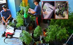 Ragusa, coltivava marijuana in casa: arrestato un 44enne