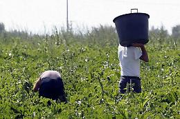 In Sicilie le terre dell'oro verde in trincea per i diritti: «Stop al caporalato»