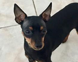 Coppia lascia il cane in balcone 
L'animale in fin di vita per il caldo