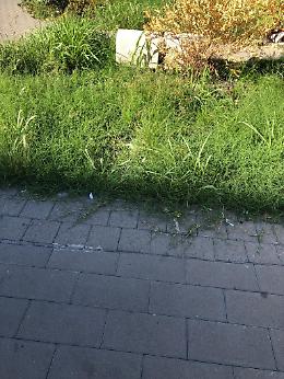 Catania, corso M. della Libertà: "Queste aree non meritano questo abbandono"