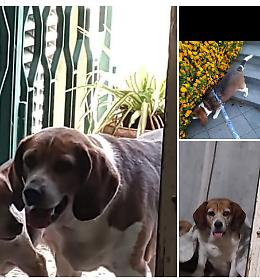 Smarrita cagnolina bisognosa di cure a Viagrande (CT)