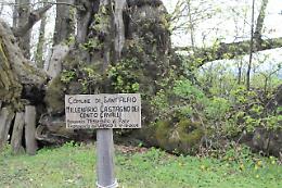 Il castagno più conosciuto al mondo è sull'Etna