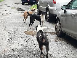 Cani mai microcippati: denunciati a Noto dirigente comunale e responsabile cattura