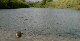 Famiglia in difficoltà per innalzamento livello del fiume salvata da pompieri