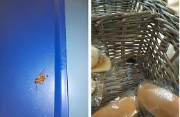 Catania, scarafaggi nella mensa e tra il pane, sciopero alla Stm