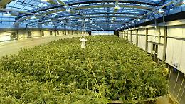 Cannabis medica, Razza raccoglie l'invito: «Valuto coltura in Sicilia»