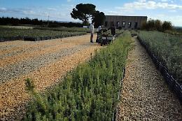 Il bosco itinerante: l'iniziativa solidale che attraverser&agrave; tutta la Sicilia nel periodo natalizio