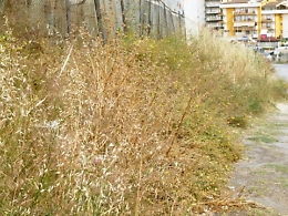 Discerbamento ad Agrigento, botta e risposta Legambiente-Miccich&eacute;