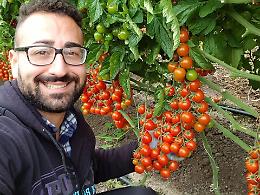 Datterino africano in vendita nella patria del pomodorino, la rabbia del produttore: «Così falliremo»