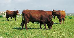 Bovini, a gestire il progetto sulla biodiversit&agrave; delle razze siciliane sar&agrave; un'associazione di Udine!