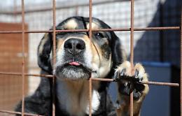 A soqquadro cantiere del canile municipale di Palermo: si segue pista racket