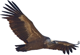 Sui Nebrodi sulle tracce dei Grifoni con il Sentiero dei "Vuturuna"