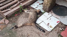 Sciacca, denuncia in Procura per la strage dei gatti avvelenati