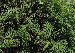 Gela, piante di cannabis nascoste da "barriera" di ortaggi: un arresto