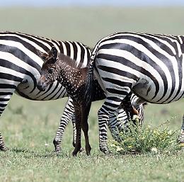 La zebra a pois esiste per davvero: è stata fotografata in kenya
