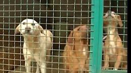 Consigliere comunale: &laquo;Sopprimere i randagi&raquo;. E scoppia la polemica