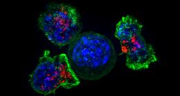 Arriva in Italia Car-T, il farmaco che ferma i tumori del sangue