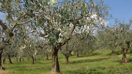 Novara di Sicilia, pensionato cade mentre raccoglie le olive e muore