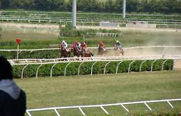 Cavalli ippodromo Palermo " con acqua e luce razionate": animalisti lanciano allarme