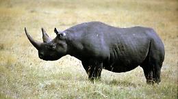 Sud Africa si ripopola di rinoceronti neri: "traslocano" in 200