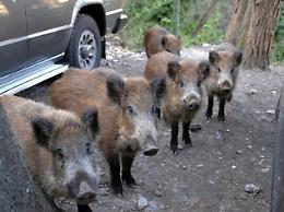 Allarme cinghiali sulle Madonie: «Ormai sono dentro il paese»