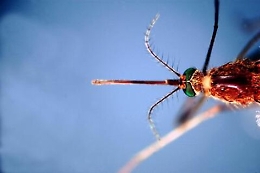 Il virus del Nilo circola in provincia di Catania: allarme per anziani e debilitati