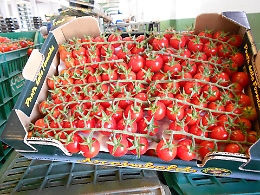 Vittoria: ciliegino rovesciato per terra per protestare contro il prezzo troppo basso