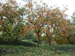 "Kaki gratis" e tavolata cosmopolita a Macchia di Giarre