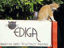 A Palermo il rifugio sicuro per gatti randagi, "orfani" abbandonati e in pericolo