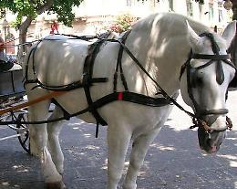 Palermo, transita fuori centro: multato cocchiere