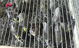 Palermo, vendeva a Ballar&ograve; uccellini di specie protette, denunciato dai carabinieri