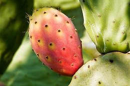 In Sicilia arriva lo yogurt al gusto di ficodindia