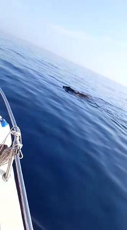 Marzamemi, due cinghiali 5 miglia al largo: da dove arrivano?