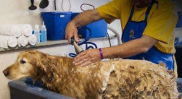 Il tolettatore di animali domestici in Sicilia diventa professione certificata