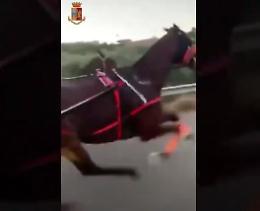 Mettono il video delle corse illegali di cavalli su Tik Tok, arriva il sequestro di stalle e cavalli
