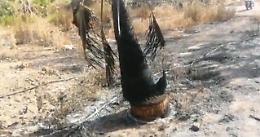 Incendi, centro florovivaistico distrutto a Catania. Il titolare: «Siamo in ginocchio»