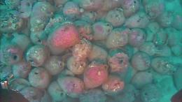 Scoperto il relitto di una nave romana alle Egadi: il video delle anfore ancora intatte