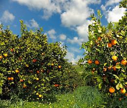 Agricoltura, vertice per la carenza idrica