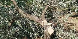 Intimidazione: tagliati 40 alberi di ulivo