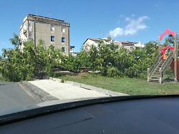 Nesima (Ct): alberi sradicati al viale San Pio X
