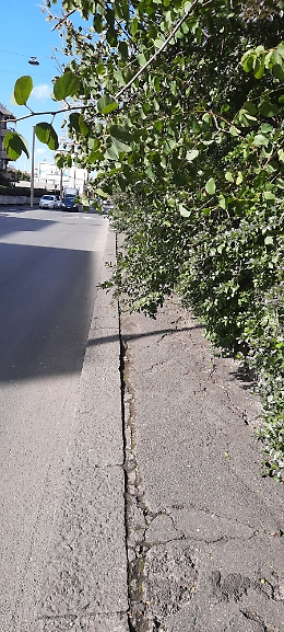 Catania: vegetazione impedisce il passaggio in via Novelli