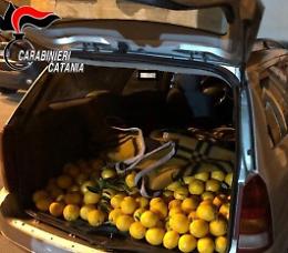 Fuggono con un'auto carica di arance rubate: bloccati e denunciati
