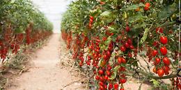 Due imprenditori ragusani condannati per aver coltivato una varietà di pomodoro coperta da brevetto