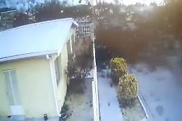 Cadono uccelli morti, in Messico il mistero ancora senza risposte