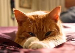 Il segreto della longevità? Avere un gatto per amico